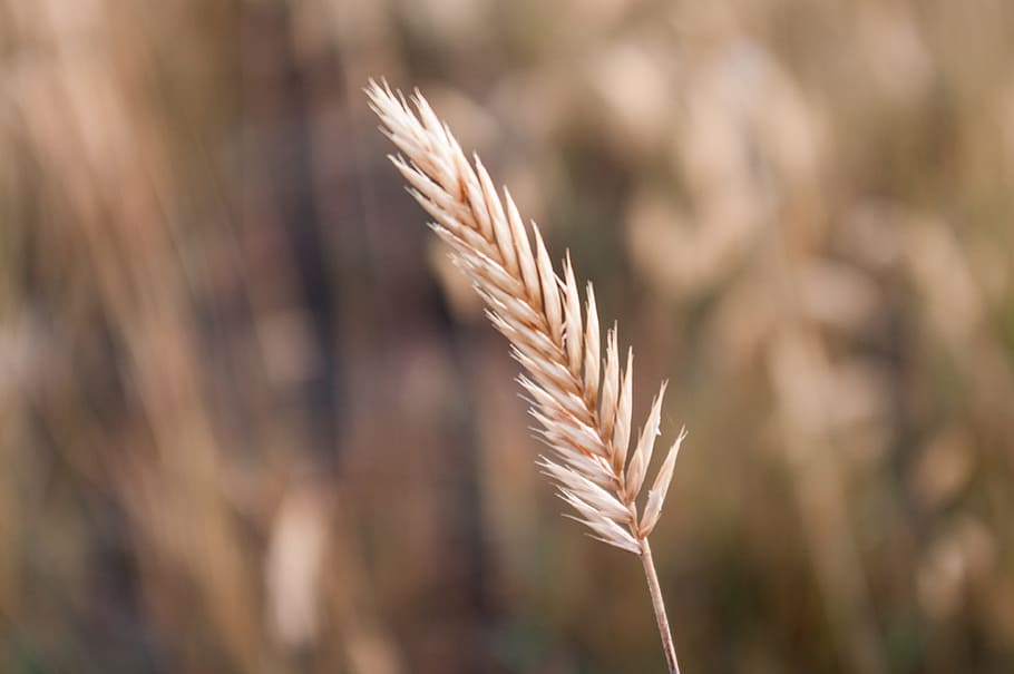 wheat, grain, field, nature, natural, rural, brown, grow, plant HD wallpaper