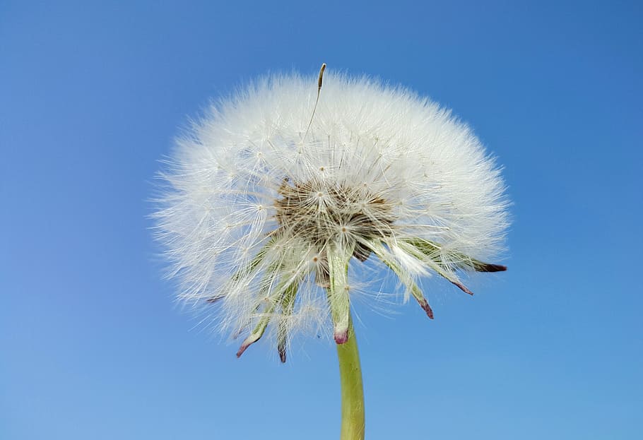 dandelion, sky, spring, blue sky, clear blue sky, mood, nature HD wallpaper