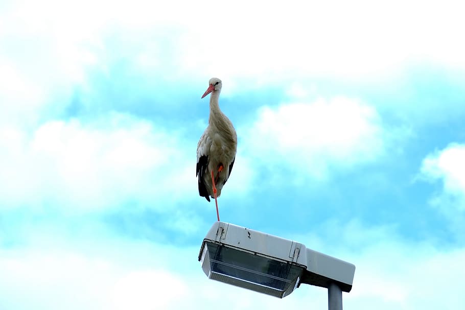 Stork, Bird, Storks, Animals, Fly, birds, white stork, rattle stork HD wallpaper
