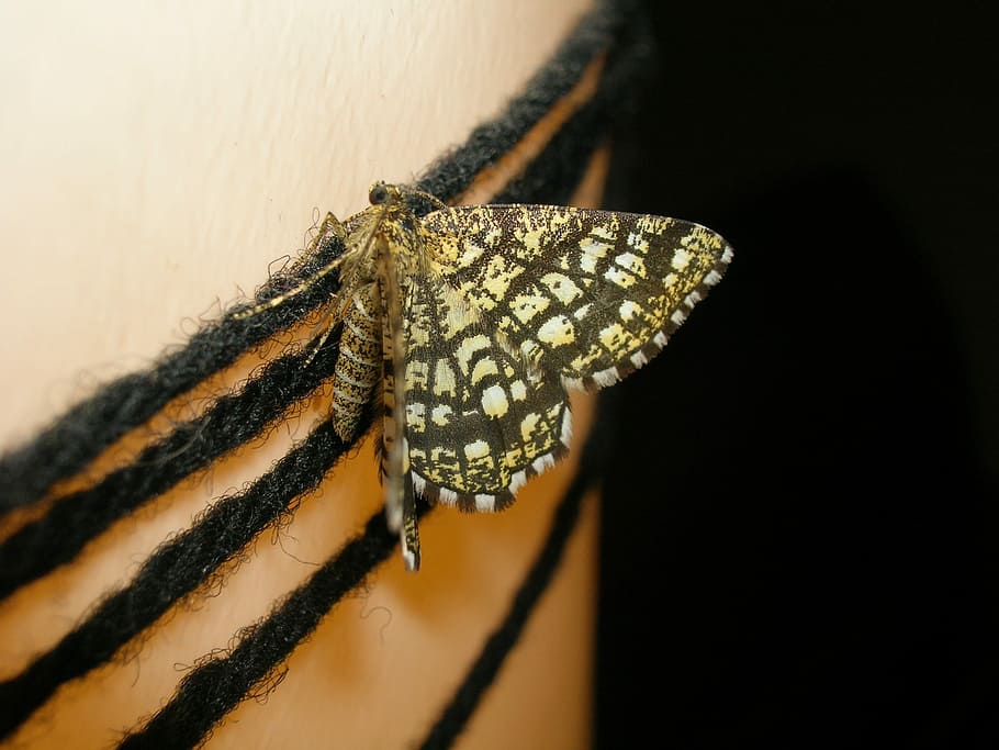 Butterfly, Moth, Insect, Night, animal themes, one animal, animals in the wild HD wallpaper