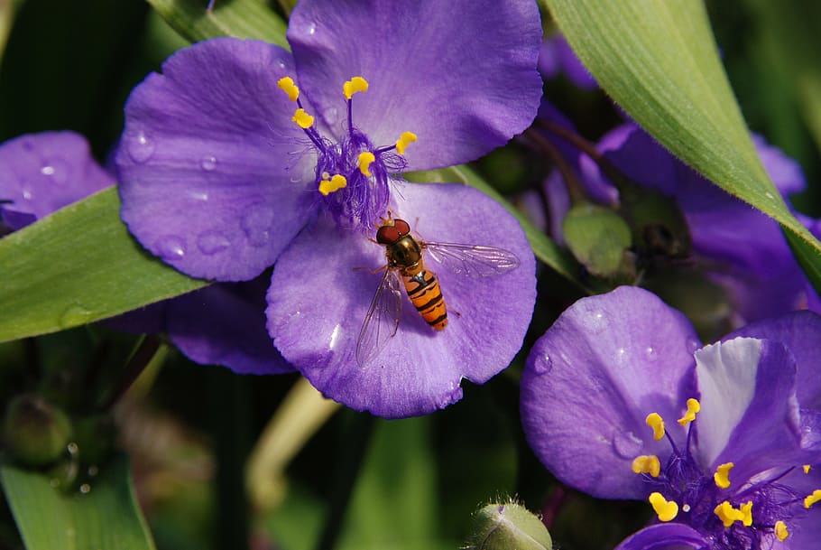 flower, purple, nature, bug, wasp, pestle, pollen, flowering plant HD wallpaper
