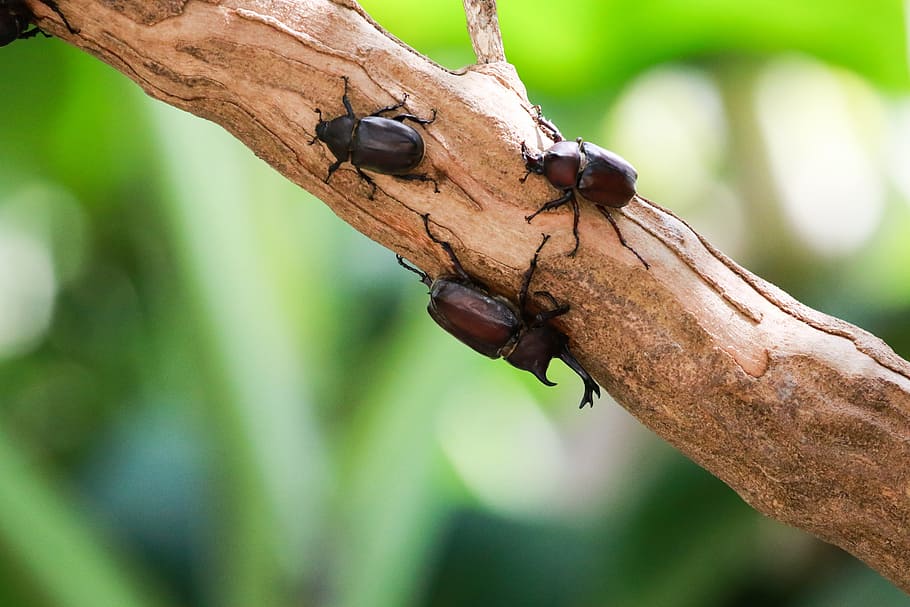 Grass, Leaf, Plant, Scarab, green, flowers and plants, one animal HD wallpaper