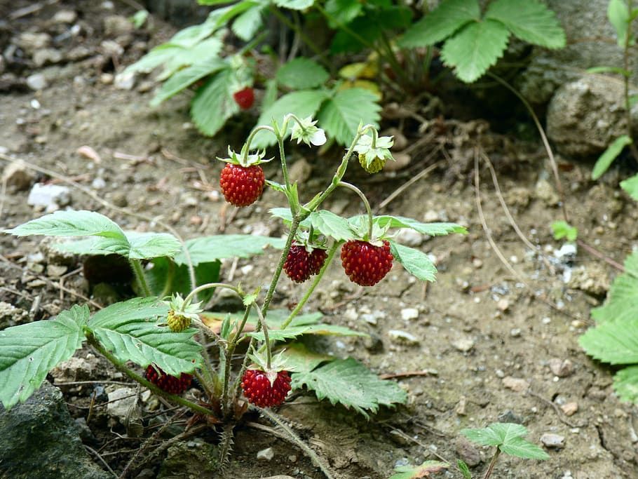 strawberry forest, garden, strawberries, nature, growth, berry fruit, HD wallpaper