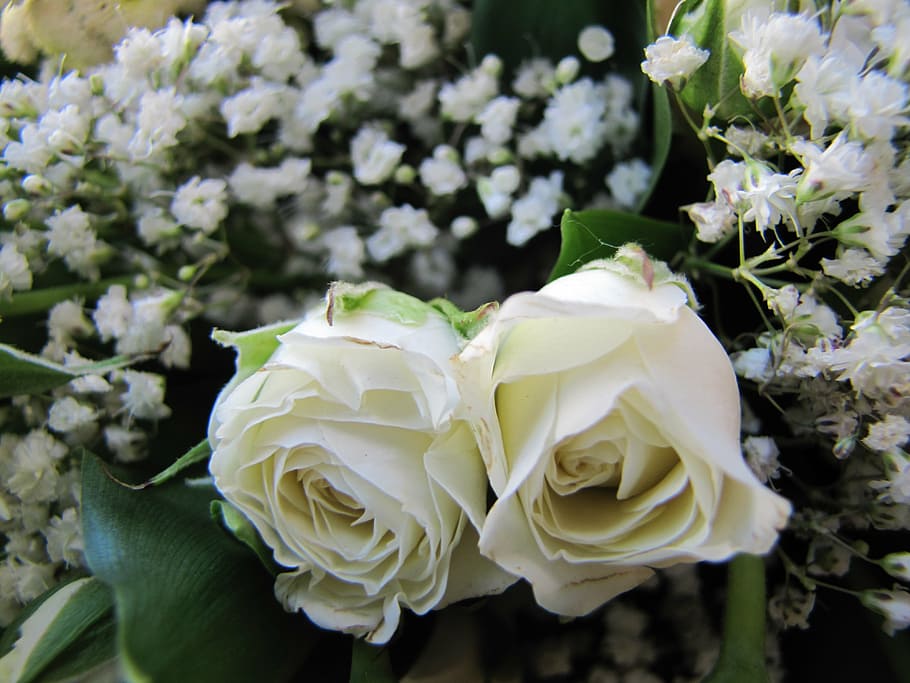flower, rose, green, white, flowering plant, freshness, beauty in nature HD wallpaper