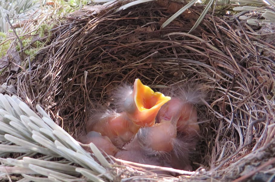 bird chicks on nest, Bird'S Nest, Blackbird, Bird Breeding, young birds, HD wallpaper