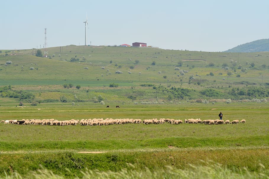 wind, sheep, green, grass, field, environment, livestock, landscape HD wallpaper