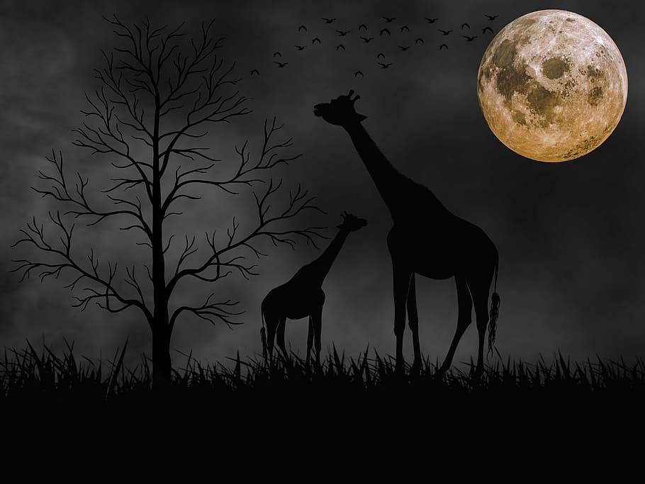 two giraffes near bare trees at night illustration, animals HD wallpaper