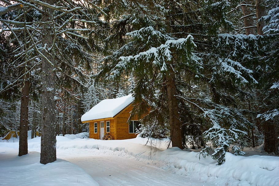 Brown House Near Pine Trees Covered With Snow, bungalow, cabin