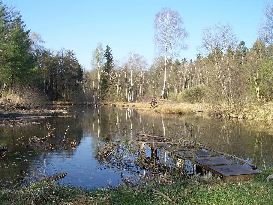 Germany, Landscape, Forest, Trees, Woods, stream, pond, water HD wallpaper