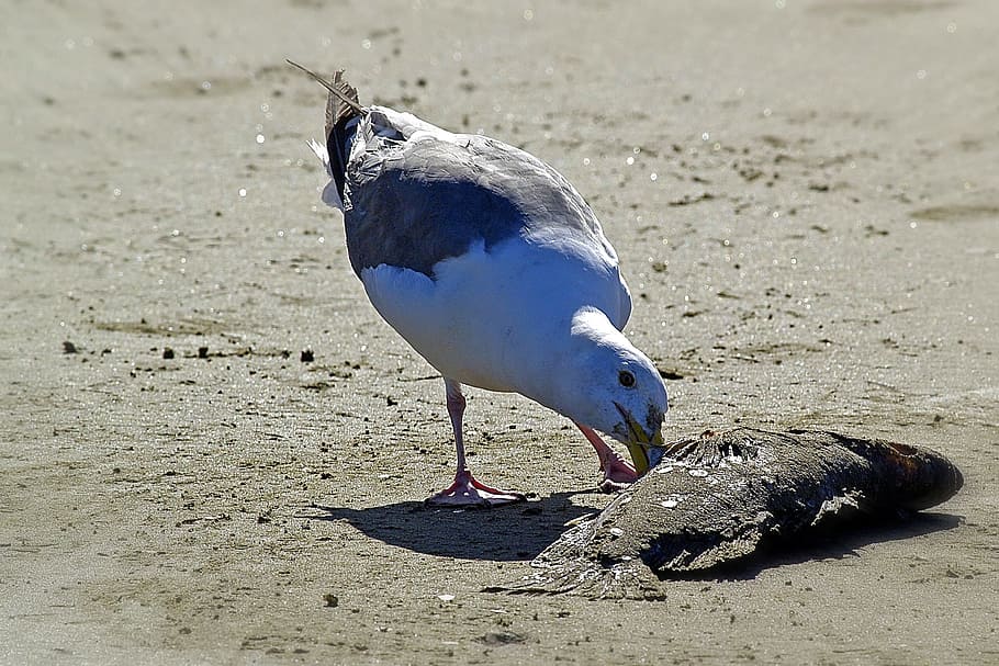 seagull, bird, feathered, dead fish, picking, animal, animal themes HD wallpaper