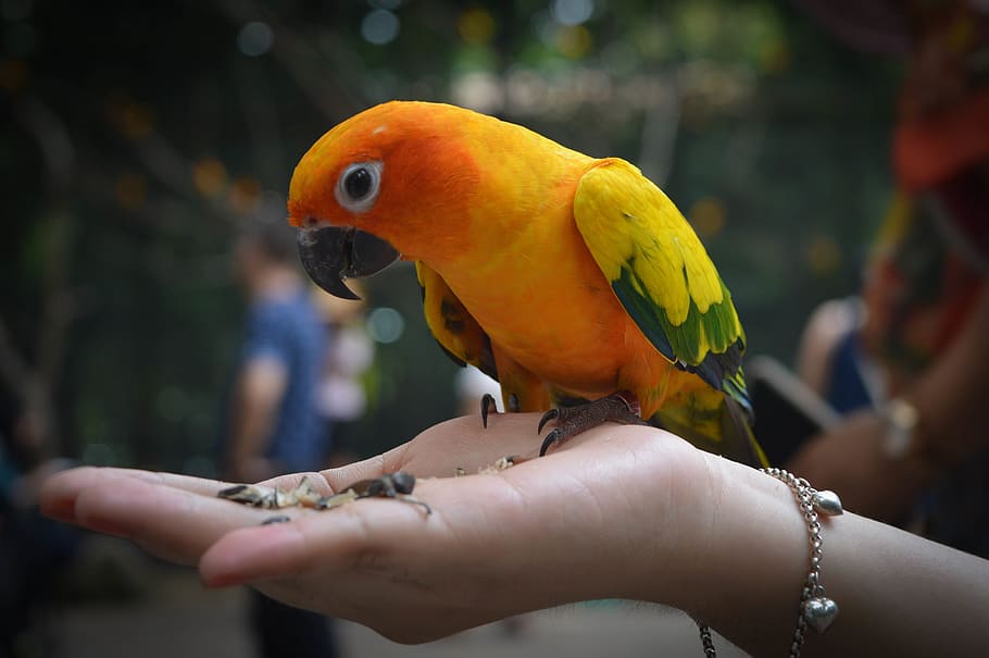 yellow and green parrot on person's right hand, parrots, avian, HD wallpaper