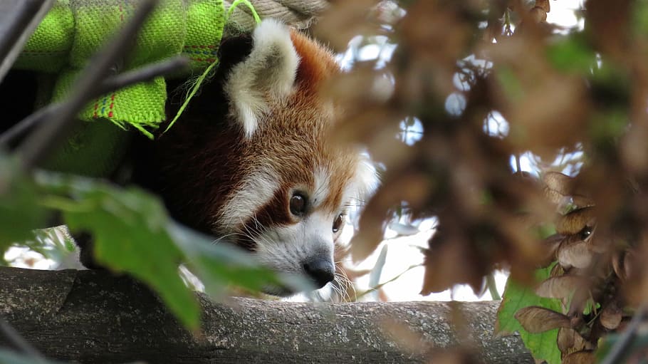 animal, red panda, ailurus fulgens, predator, zoo, climber HD wallpaper