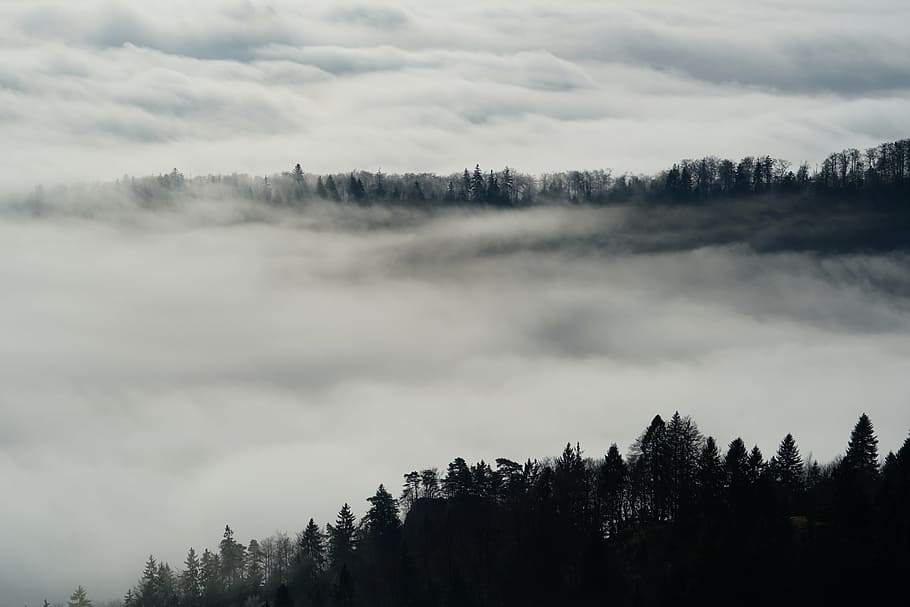 white fog during daytime, nebellandschaft, forest, trees, belchenflue HD wallpaper