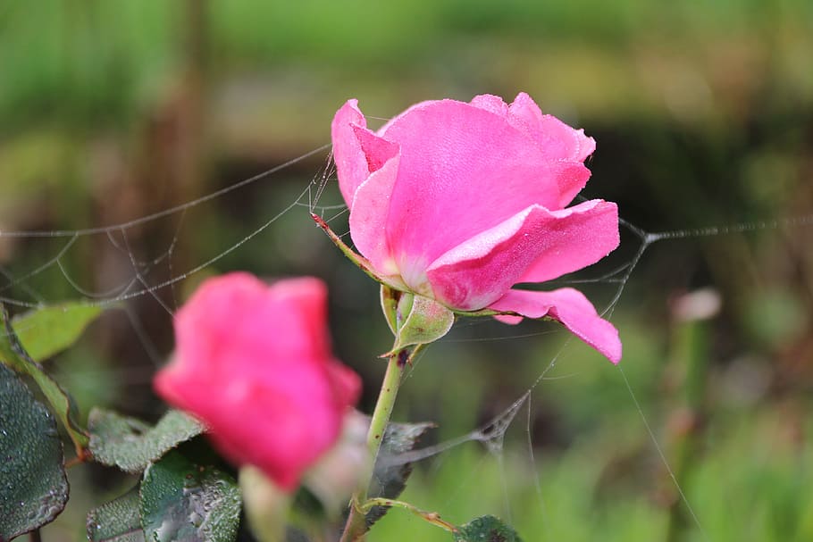 rose, cobweb, autumn, dew, morning, delicate gang, autumn mood HD wallpaper