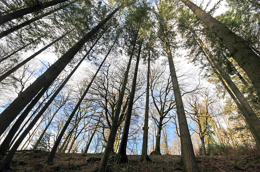 forest, trees, woods, grizedale, nature, landscape, light, fall HD wallpaper