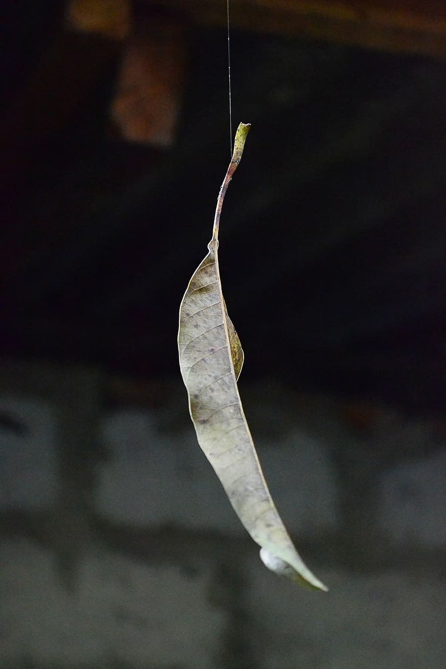 dry leaf, leaf on web, spider web, float, sri lanka, autumn HD wallpaper