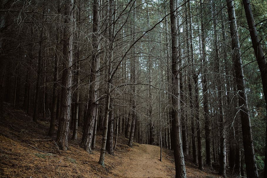 dirt road surrounded by trees, pathway between bare trees, forest HD wallpaper