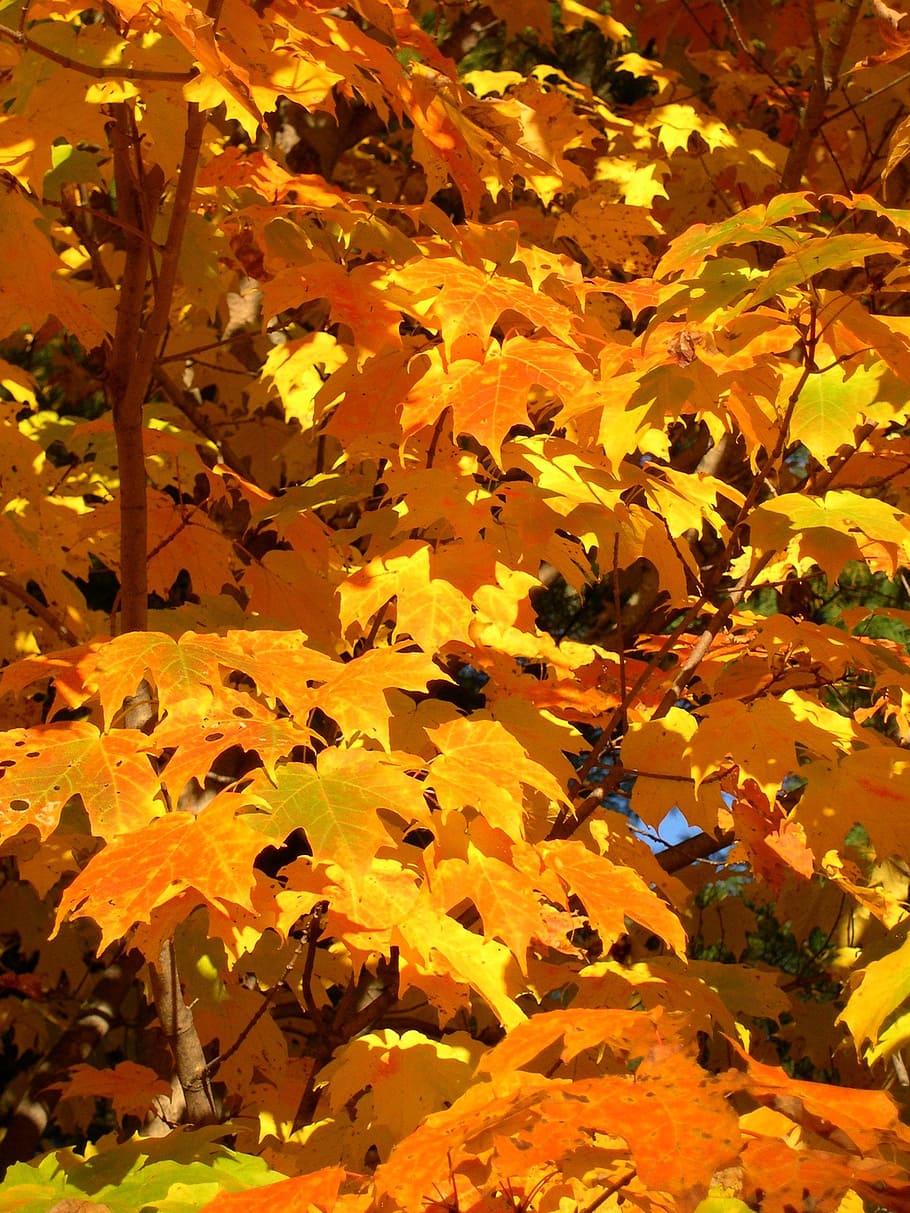 maple, trees, yellow, branches, sun, golden, light, sunny, leaves HD wallpaper