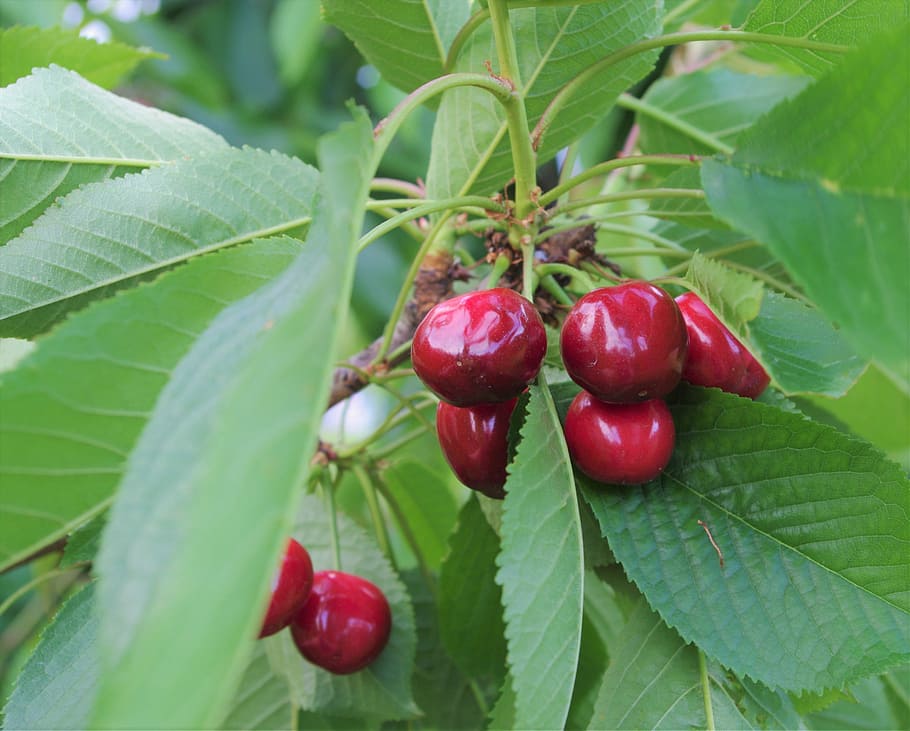 Cherry, Branch, Fruit, Harvest, nature, leaf, food, red, berry Fruit