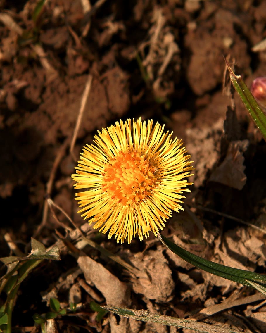 flower, spring, nature, plant, freshness, close-up, field, growth HD wallpaper