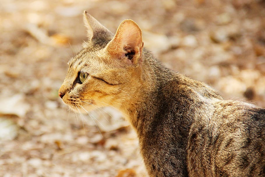 cat, animal, looking, animal themes, one animal, mammal, animal wildlife HD wallpaper