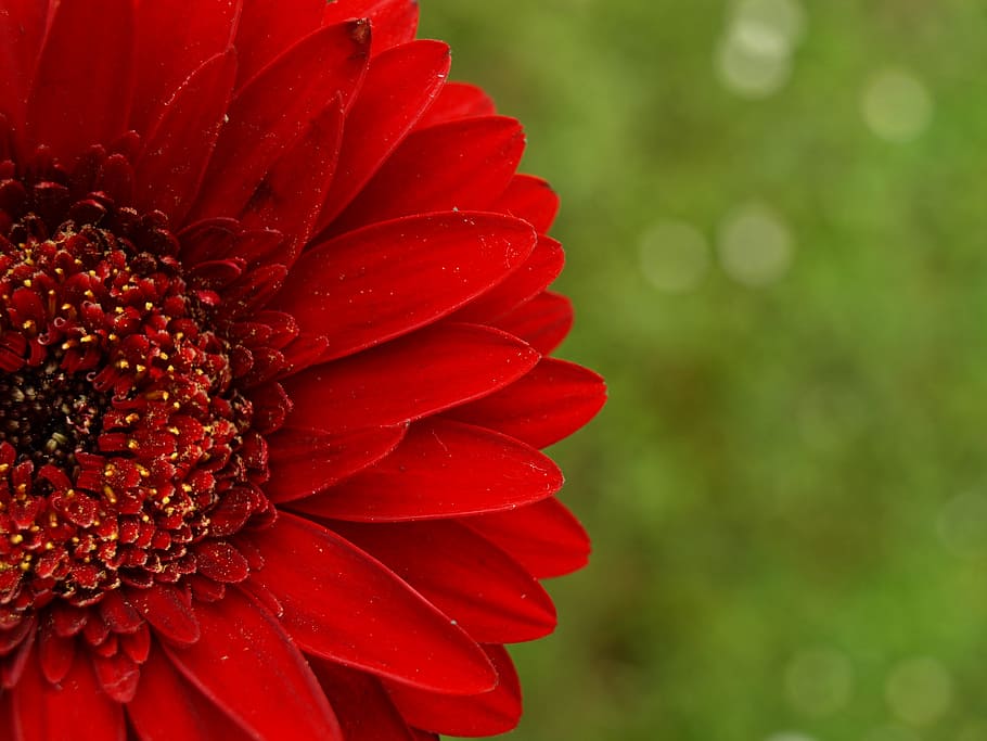 shallow focus photography of red petaled flower, gerbera, petals HD wallpaper