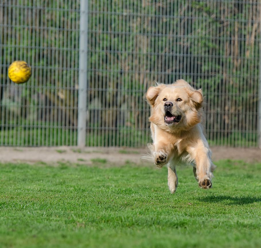 brown dog chasing yellow ball on grassland during daytime, golden retriever, HD wallpaper