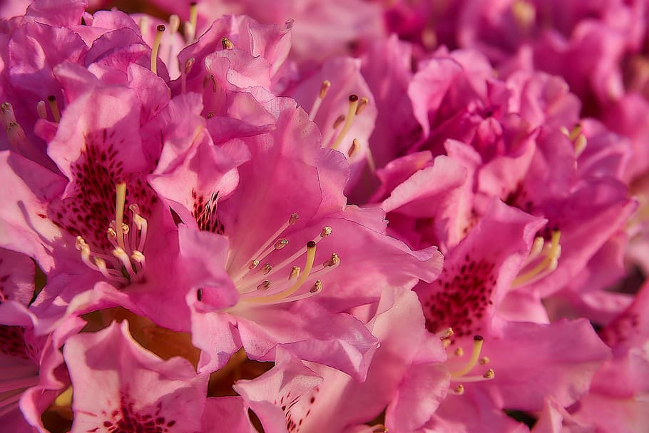 rhododendron, blossom, bloom, close, open, pink, garden, bud, HD wallpaper