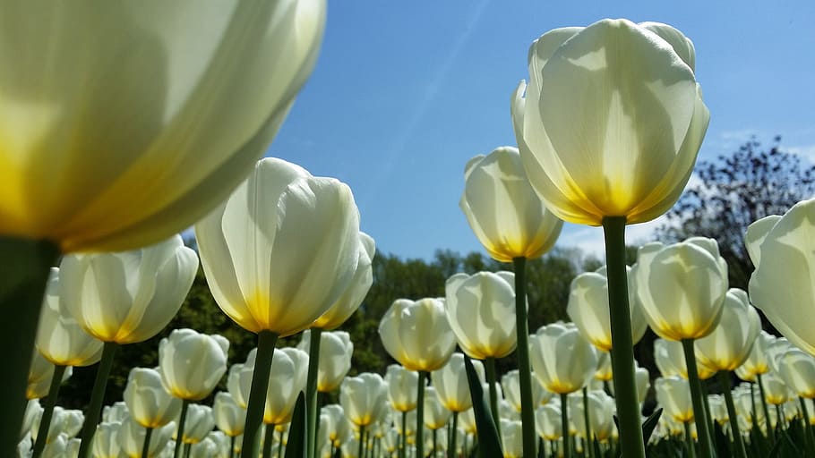 low angle photo of white tulip flower field at daytime, easter HD wallpaper
