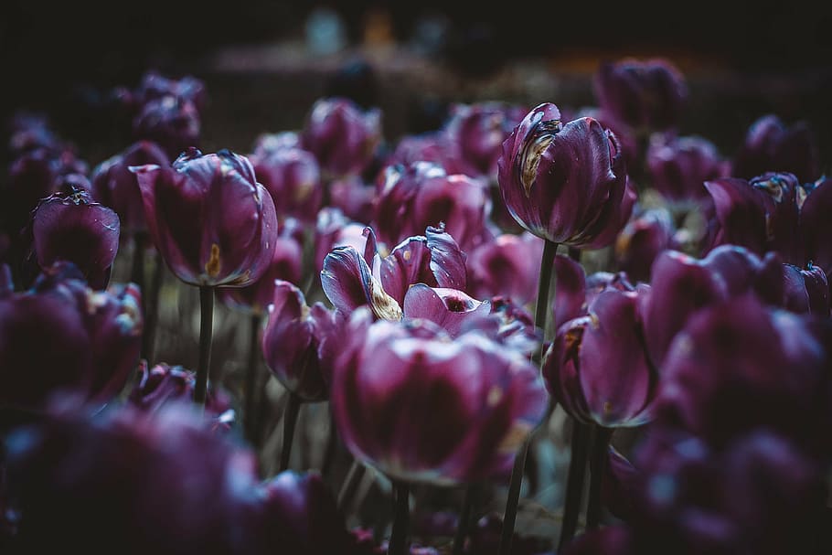 beautiful, bloom, blooming, blossom, bright, bulb, bunch of flowers HD wallpaper