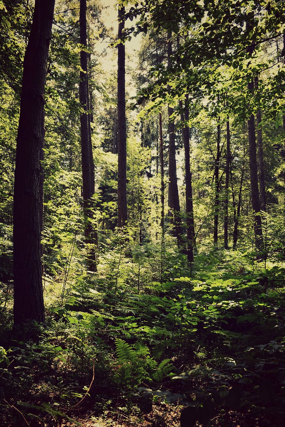 Forest, Nature, Sun, Tree, Branch, twilight, landscape, green HD wallpaper