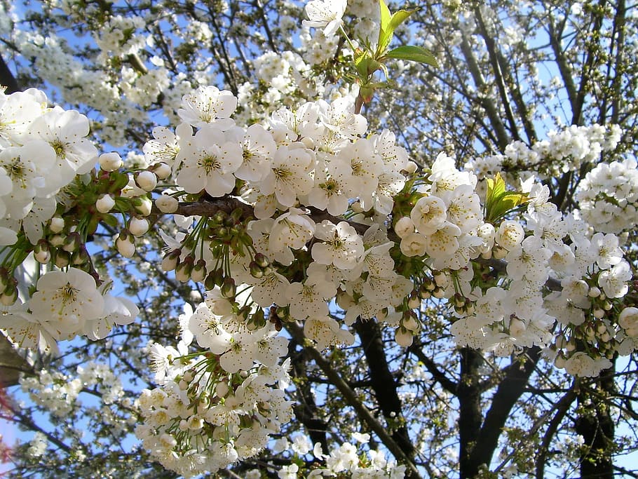 spring, bloom, cherry, white, tree, branches, nature, flowers HD wallpaper