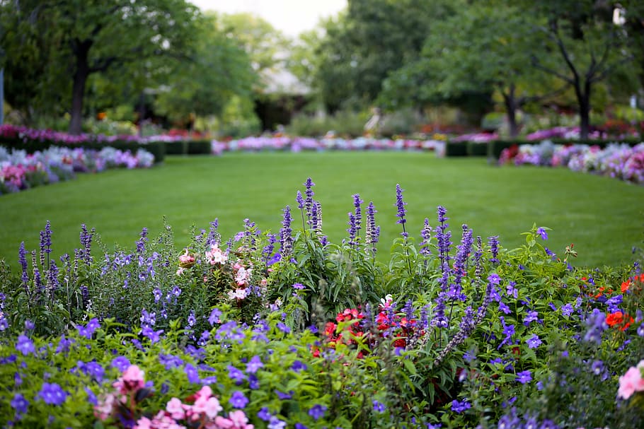 purple petaled flowers, park, nature, pretty, plant, spring, blossom