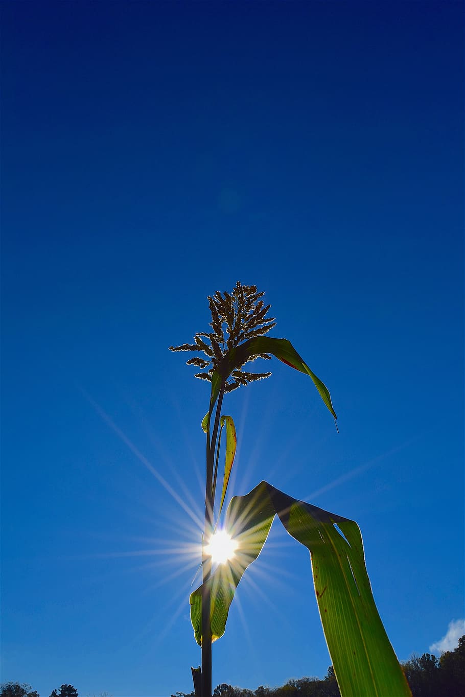 plant, sunlight, nature, green, leaf, season, outdoor, agriculture HD wallpaper