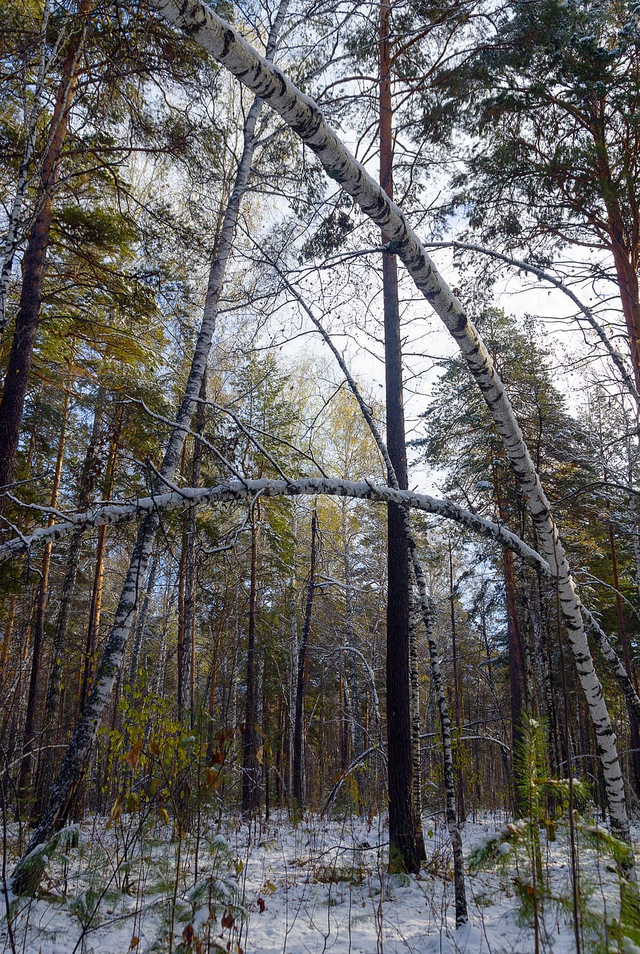 Snow, Autumn, Forest, Trees, Nature, winter, branch, plant HD wallpaper