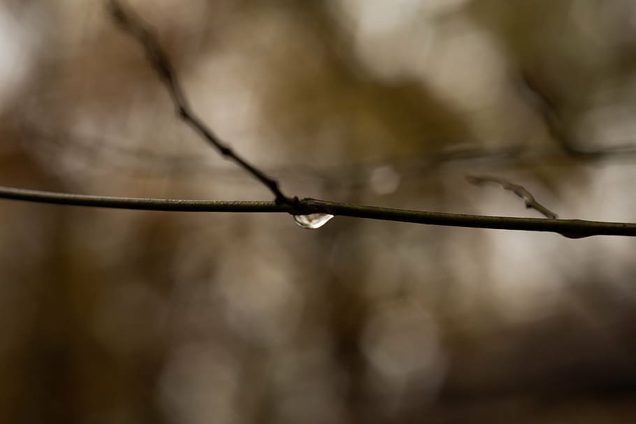 blur, bokeh, branch, bright, brown, color, dewdrop, light, macro HD wallpaper