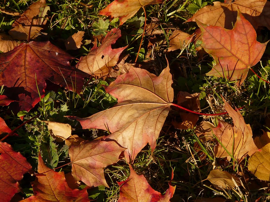 maple, maple leaf, autumn, leaves, colorful, bright, red, yellow HD wallpaper