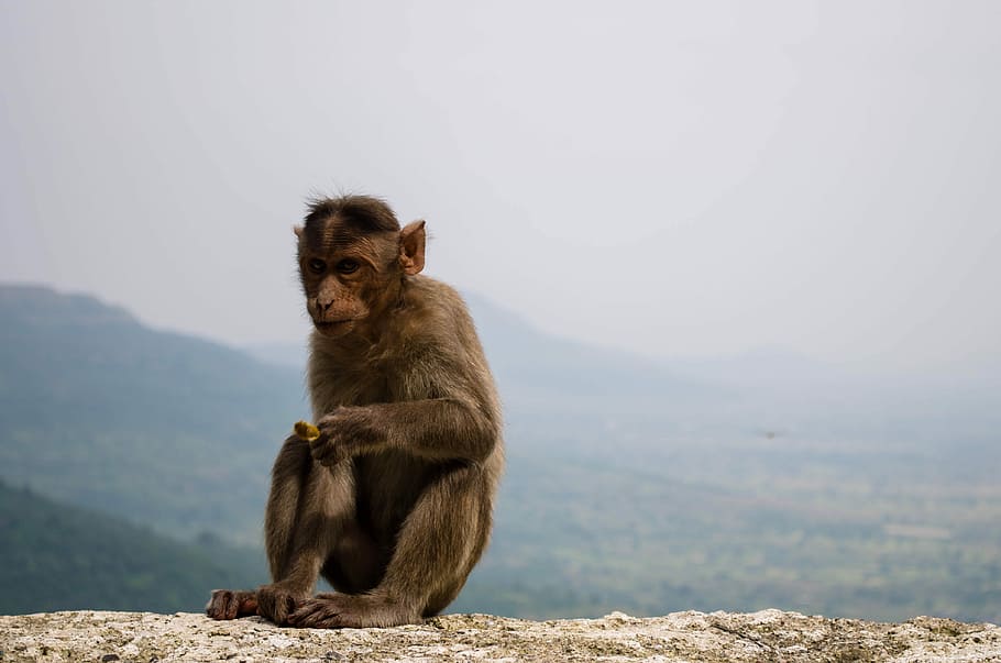 brown monkey sitting on gray stone at daytime, brown monkey sitting on ground HD wallpaper