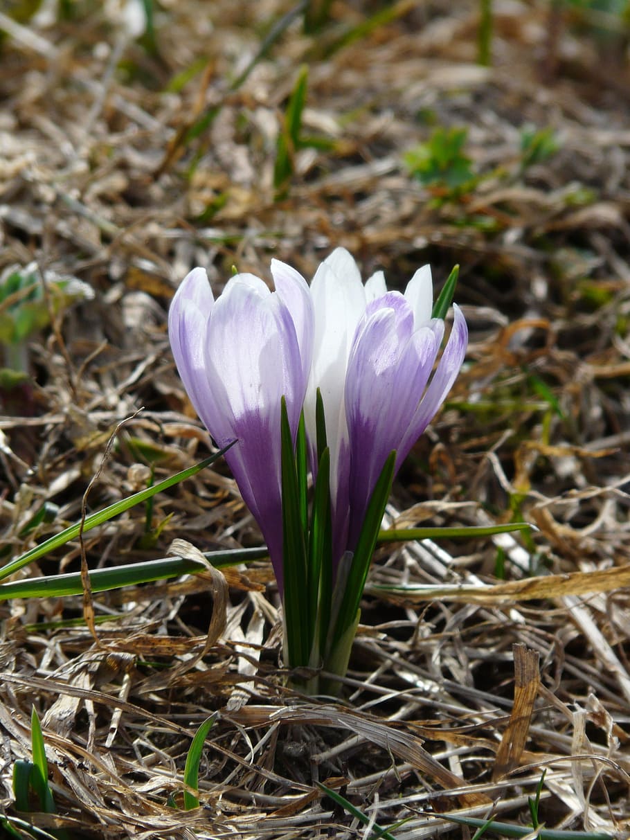 Spring Crocus, Purple, blue, flowers, blossom, bloom, crocus vernus HD wallpaper