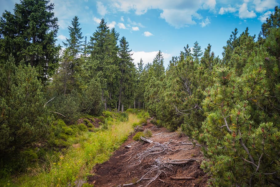 peat-bog, roots, trail, dwarf pine, trees, needles, summer