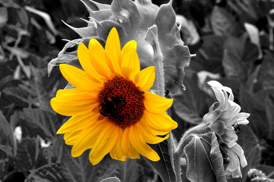 sunflower, nature, summer, flowering plant, petal, fragility HD wallpaper
