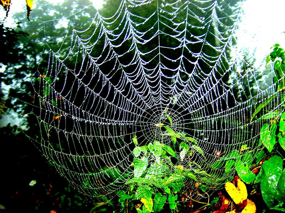 cobweb, foliage, green, macro, forest, summer, nature, tree HD wallpaper