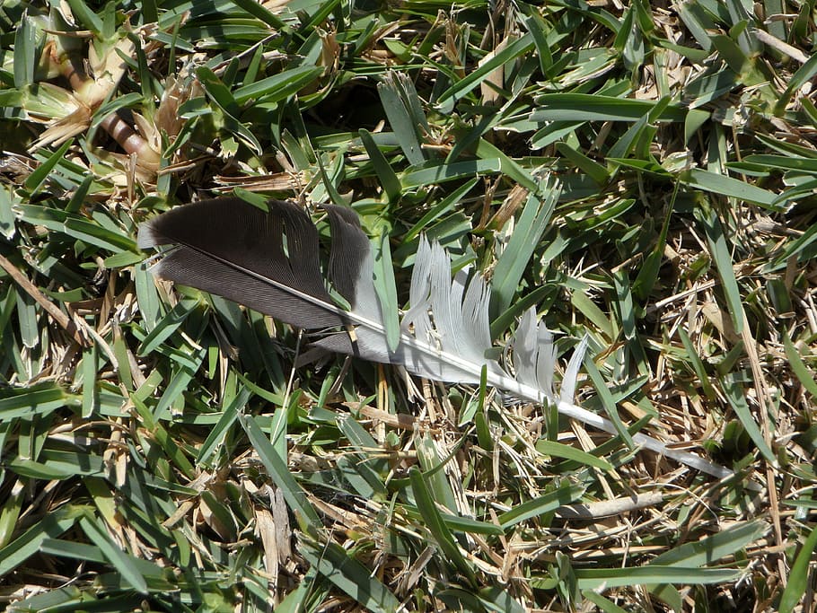 spring, lost, loss, grass, bi color, bird, bird feather, plant HD wallpaper