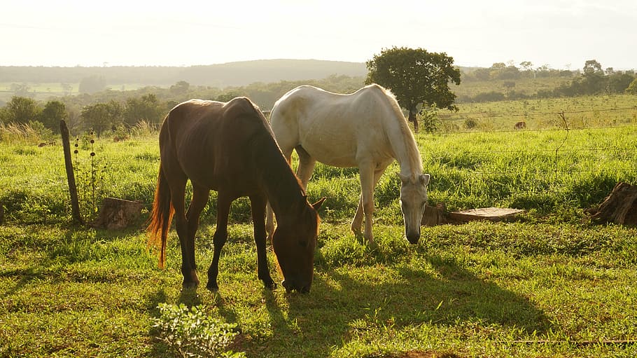 two brown and beige horse grazing grass, horses, landscape HD wallpaper