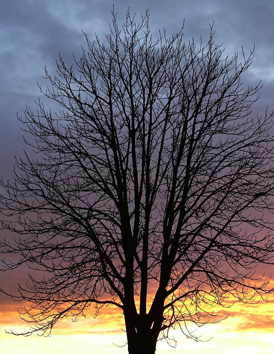tree, aesthetic, kahl, clouds, afterglow, branches, contrast HD wallpaper