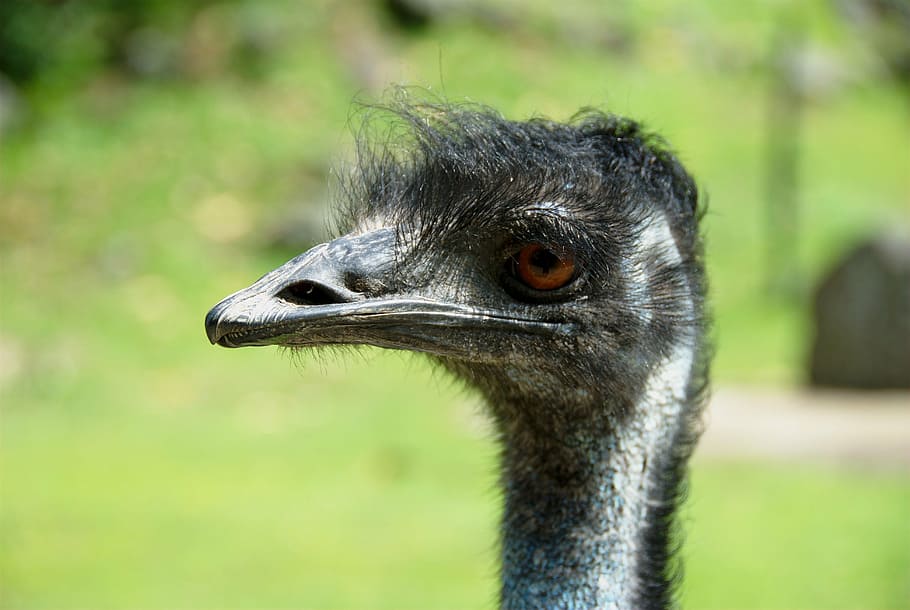 bird, emu, an, head, birds, animals, fauna, ostrich, wildlife HD wallpaper