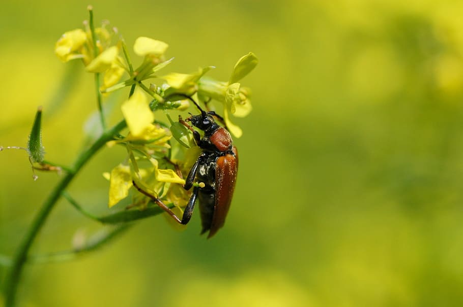 Insect, Neck, Red Beetle, neck-beetle, close, macro, nature HD wallpaper