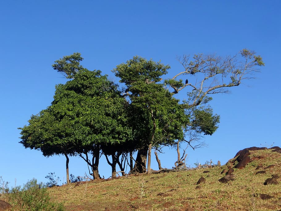 landscape, tree, vulture, old tree, nature, plant, sky, growth HD wallpaper