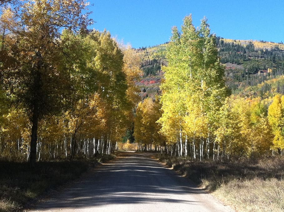 Trees, Woods, Roads, Forest, Park, Wild, paths, mountains, blue sky HD wallpaper
