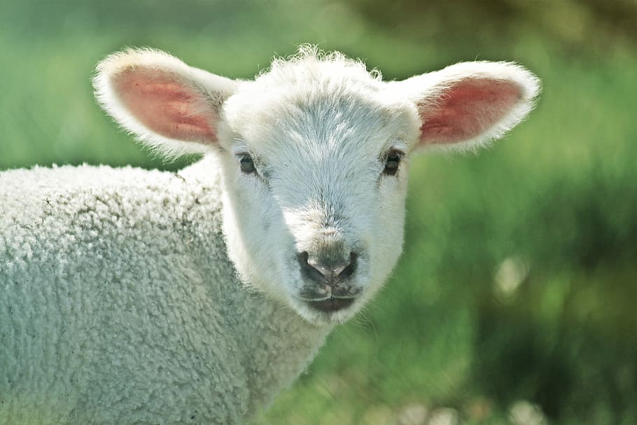 selective focus photography of sheep, white, lamb, animal, schäfchen